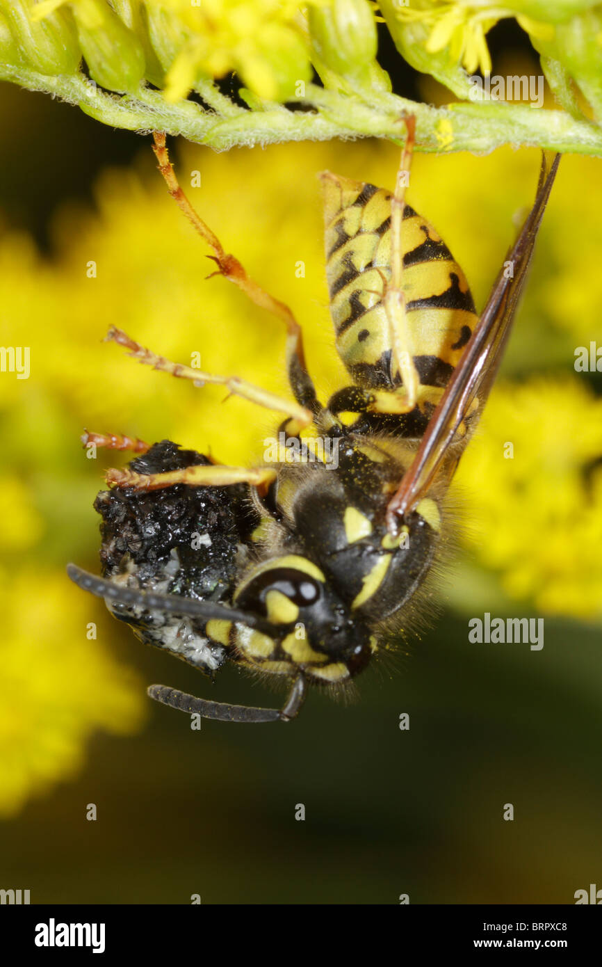 Vespula vulgaris, the common wasp, preying on a fly Stock Photo Alamy
