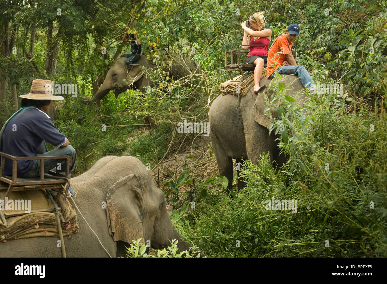 Thailand Elephant Ride Woman High Resolution Stock Photography and ...