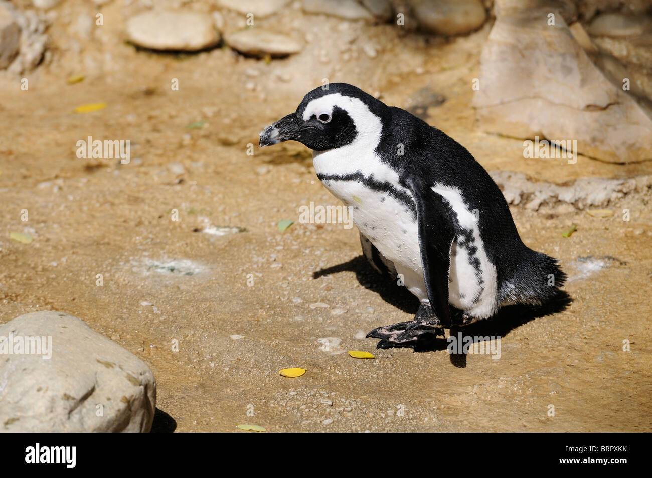 Stock photo of Penguins at La Palmyre Zoo in France. Stock Photo