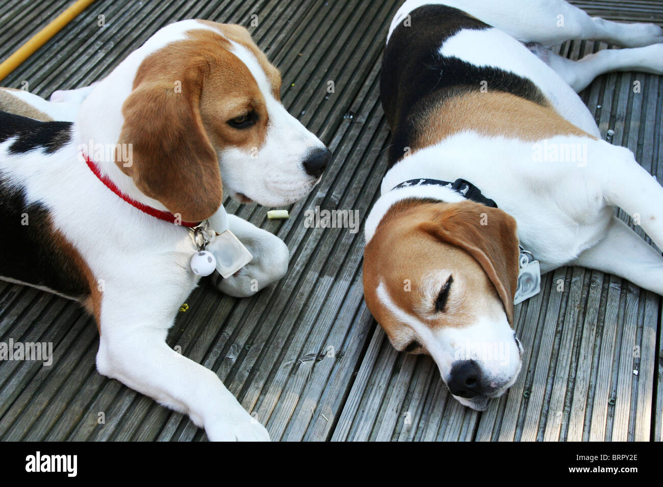 Beagles on deck Stock Photo