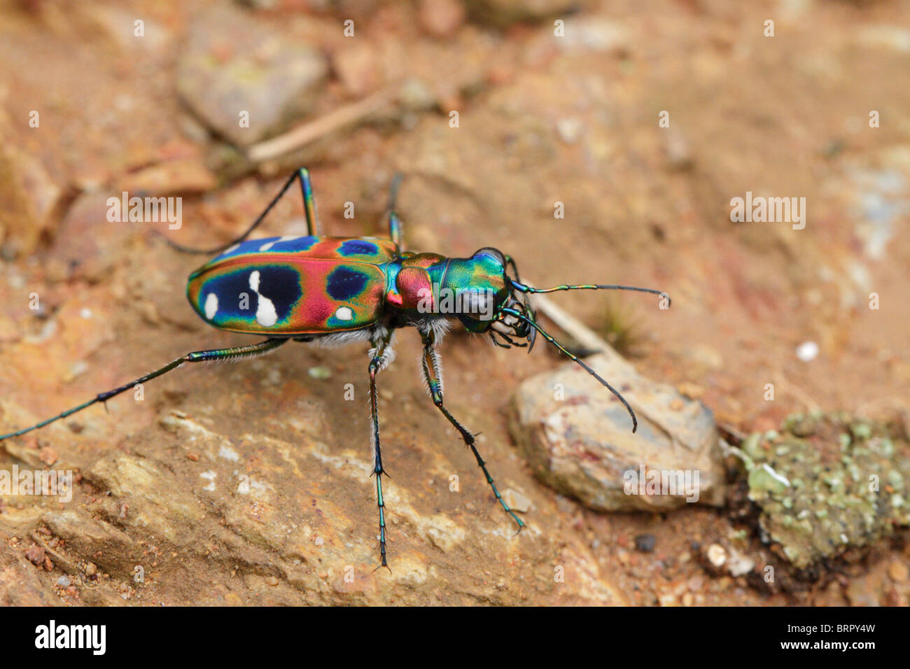 Japanese Tiger Beetle