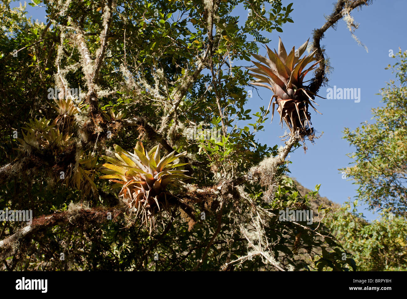 Yungas: El Choro Trek: Cloudforest Plants and Trees Stock Photo