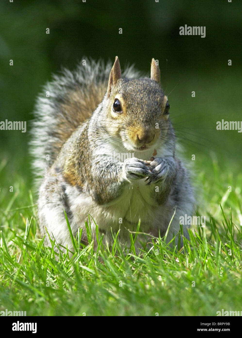 SQUIRREL GREY SQUIRREL Latin Sciurus carolinensis commonly seen in UK