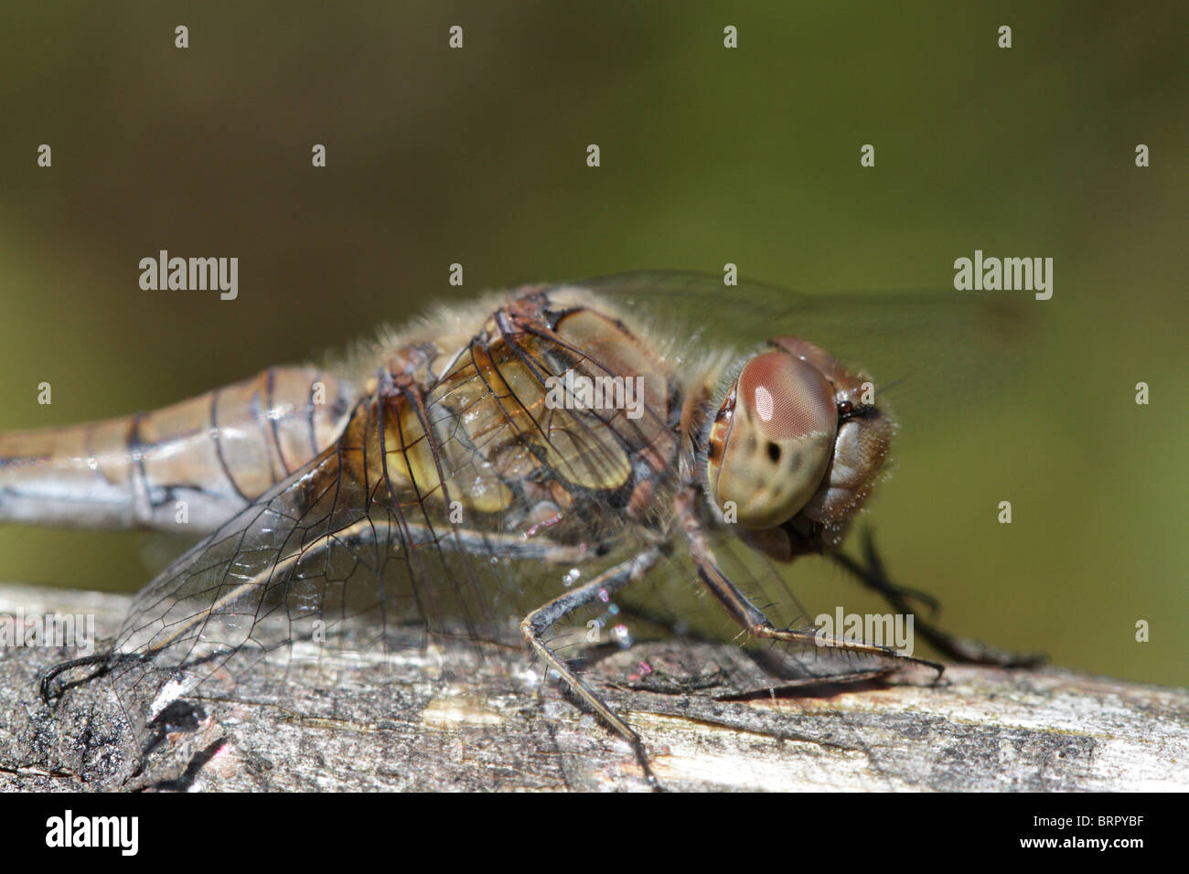 Sympetrum striolatum, the Common Darter. A female dragonfly. Stock Photo