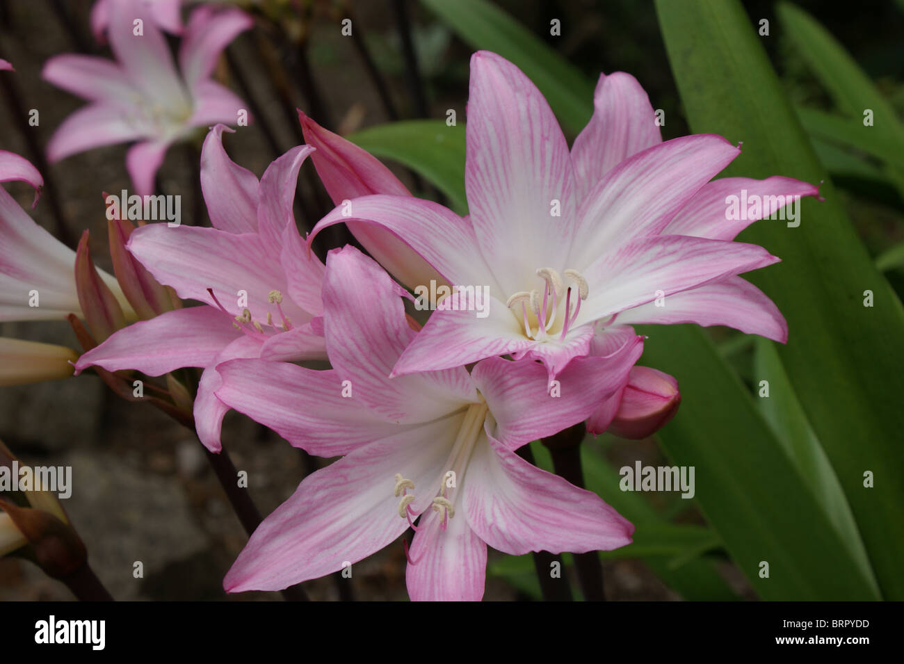 Amaryllis belladonna Stock Photo
