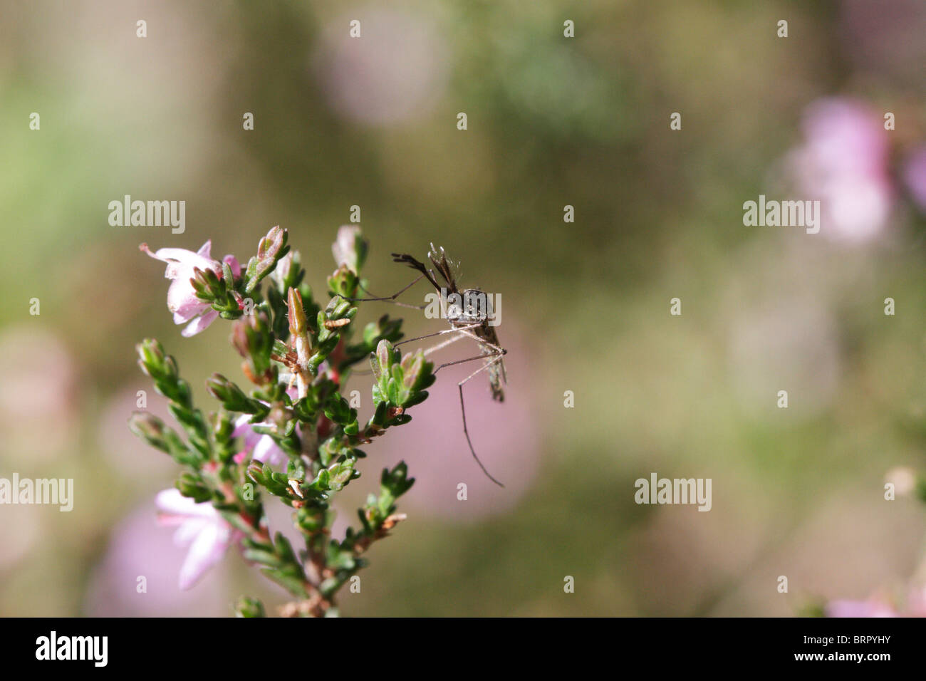 Culiseta annulata, a mosquito, on heath. This is a male Stock Photo