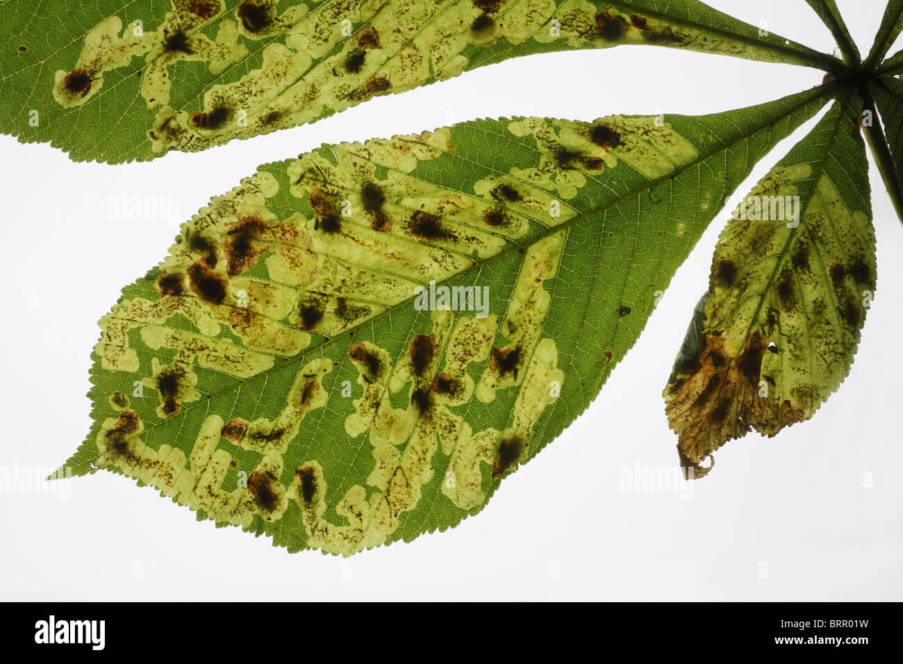 Horse Chestnut Leaf miner Cameraria ohridella larvae and mines in Horse