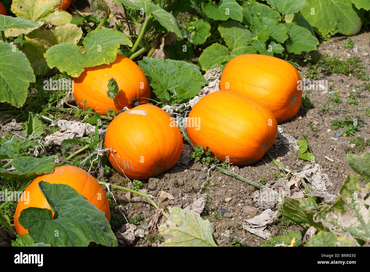 Pumpkins ready for harvesting Stock Photo - Alamy