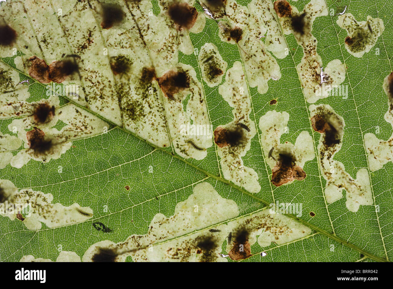 Horse Chestnut Leaf miner Cameraria ohridella larvae and mines in Horse