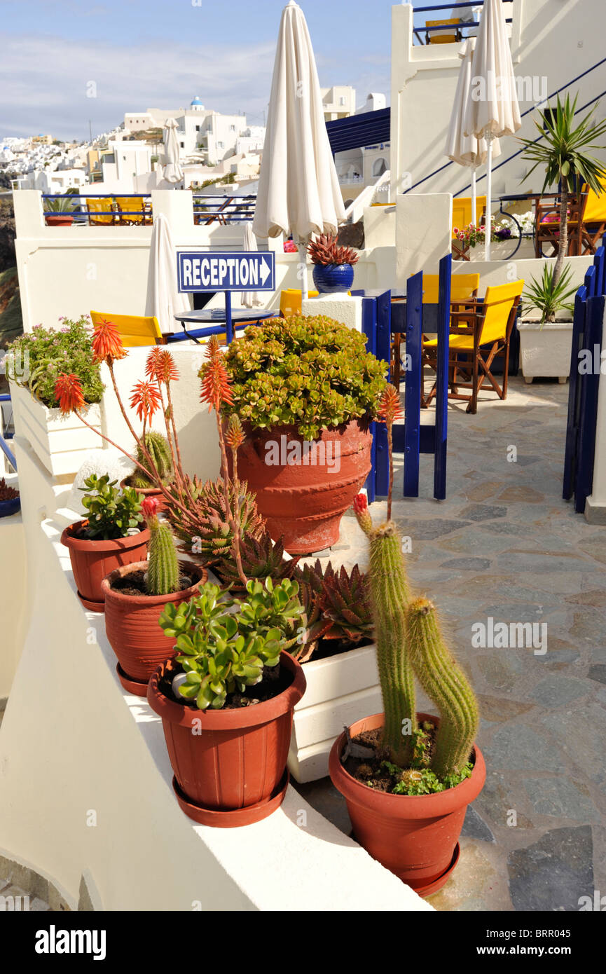 A group of plants and cacti on the terrace of a house on the Greek Island of Santorini Stock Photo