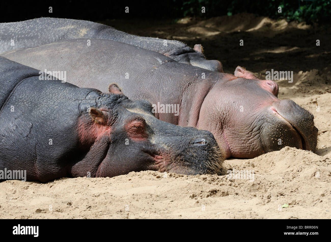 Stock photo of two Hippopotami lying next to each other at La Palmyre zoo in France. Stock Photo