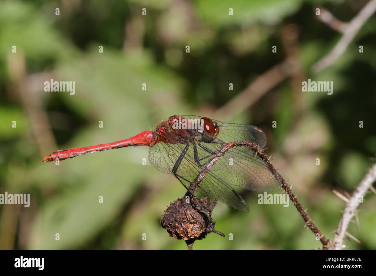 Male Sympetrum sanguineum, the Ruddy Darter Stock Photo