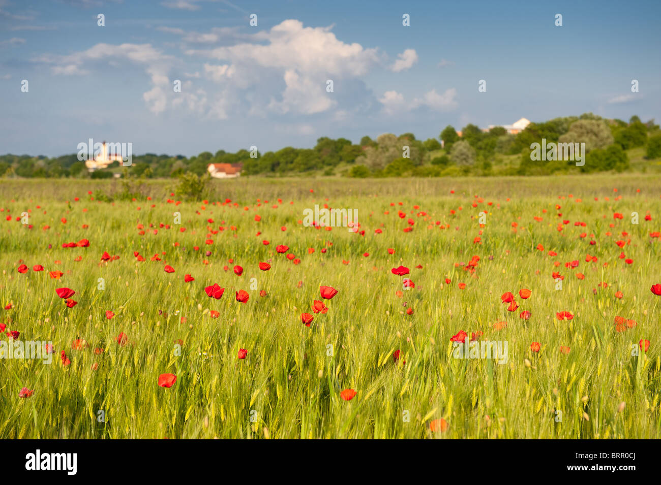 Red poppies on green wheat field under blue sky in a windy day Stock ...