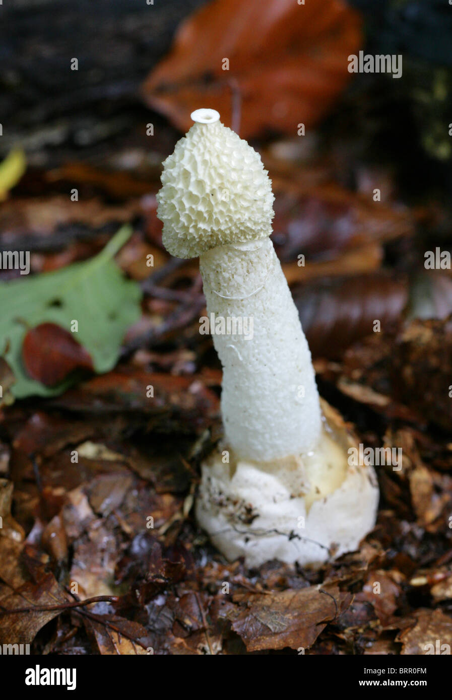 Stinkhorn Fungus, Phallus impudicus, Phallaceae. Stock Photo