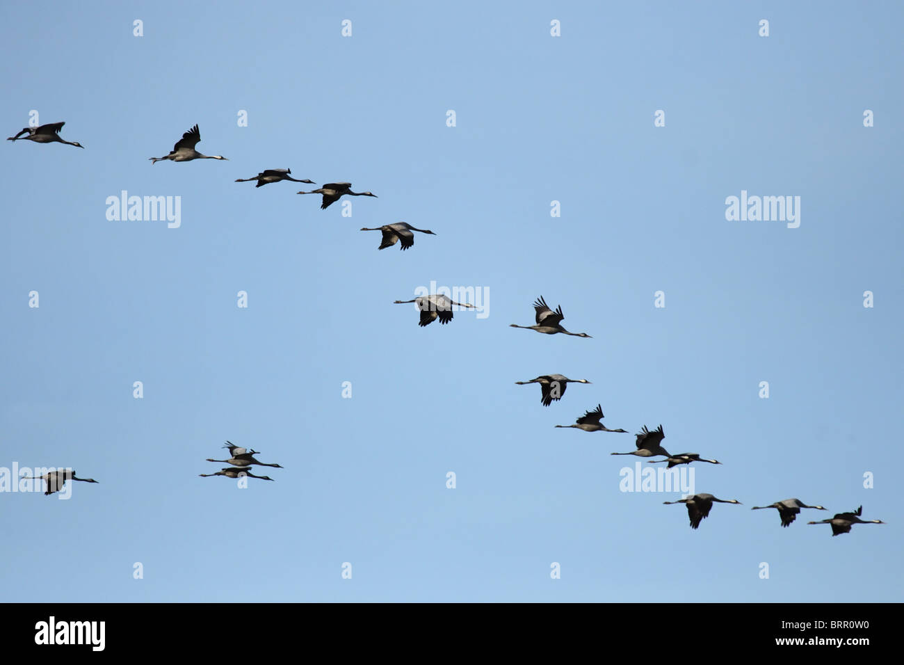 Common Cranes (Grus grus) flying over northern Germany Stock Photo - Alamy