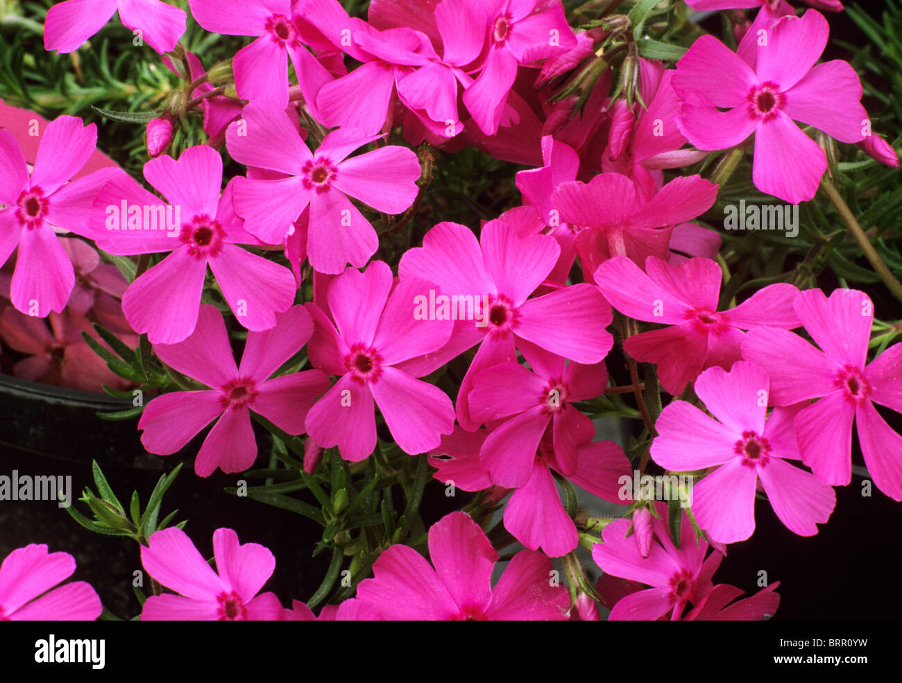 Phlox subulata �McDaniel�s Cushion� dark pink flower