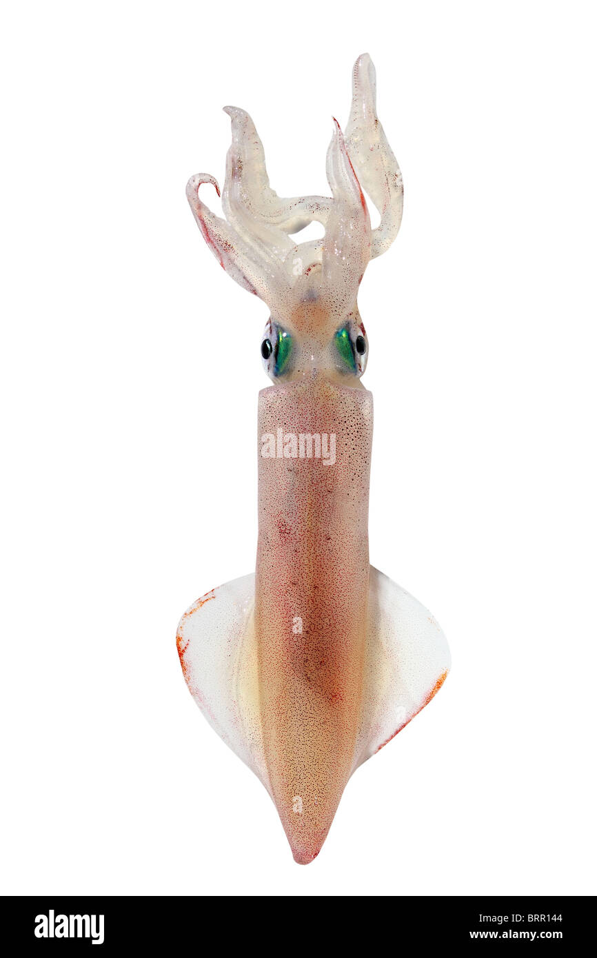 alive squid Loligo vulgaris seafood isolated on white Stock Photo