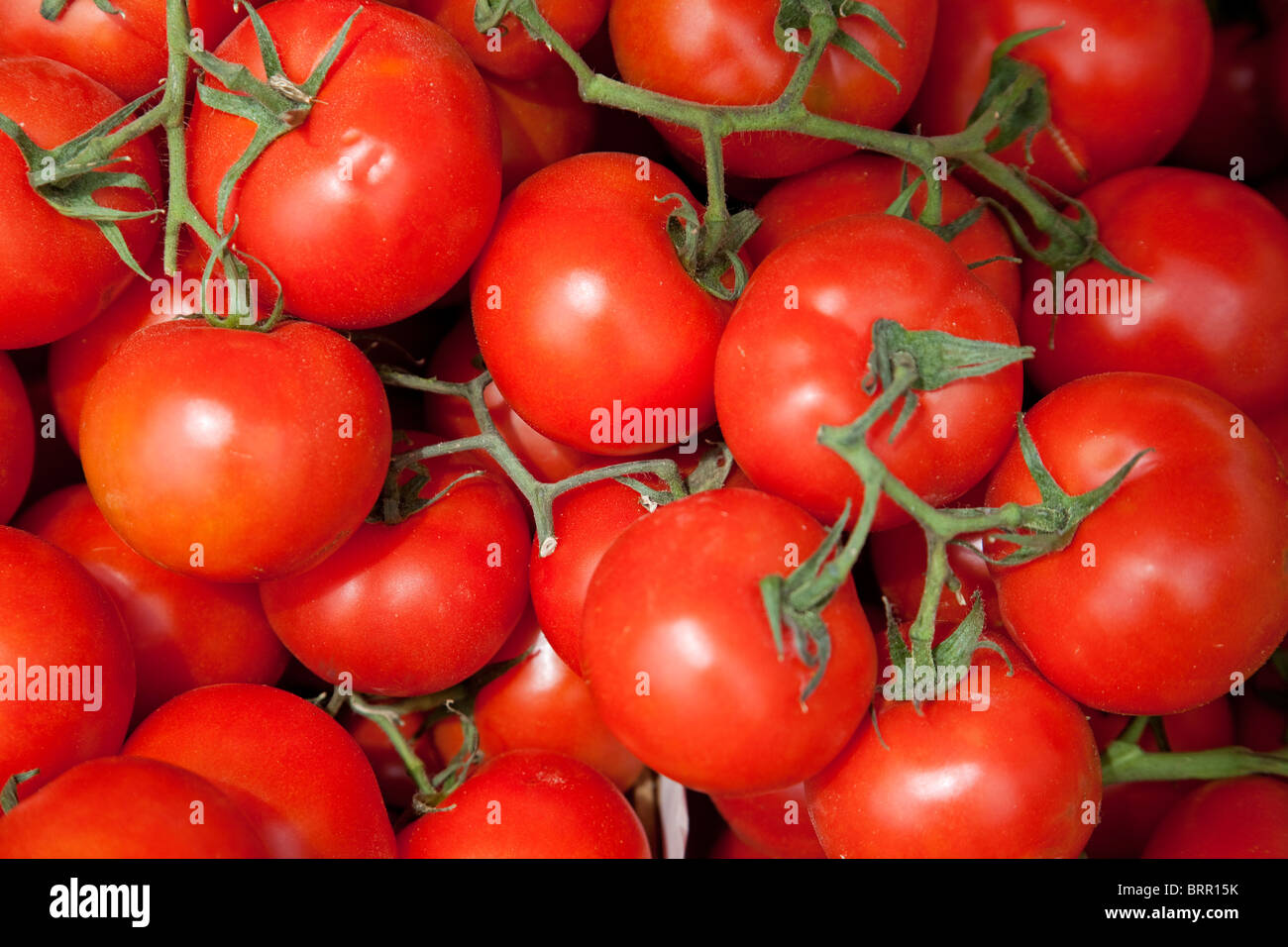 Tomates ecológicos ecological tomatoes Stock Photo