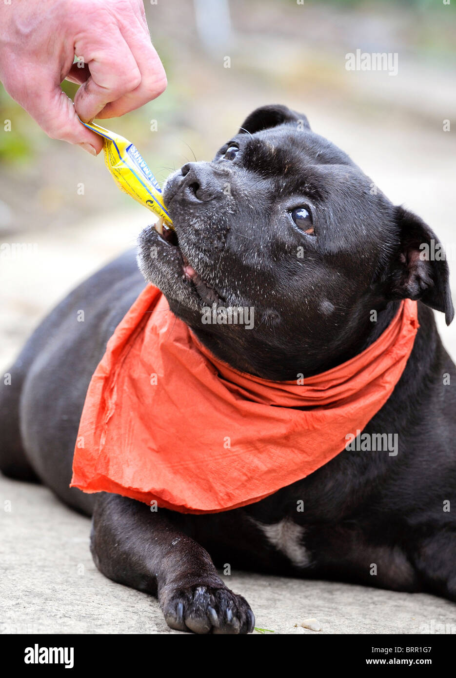 A hungry Staffordshire bull terrier eating a sachet of mayonnaise. Picture by Jim Holden. Stock Photo