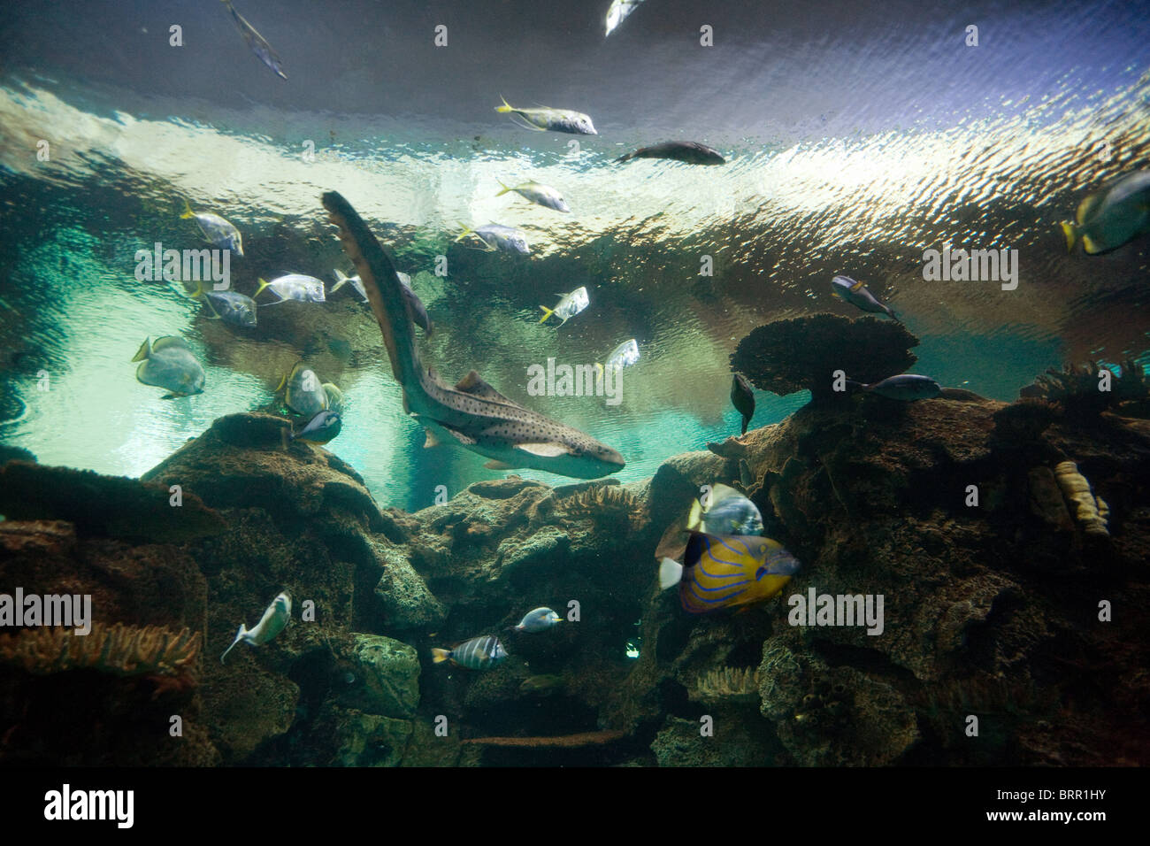 Leopard shark in Shark Reef aquarium, Mandalay Bay Hotel, Las Vegas USA Stock Photo