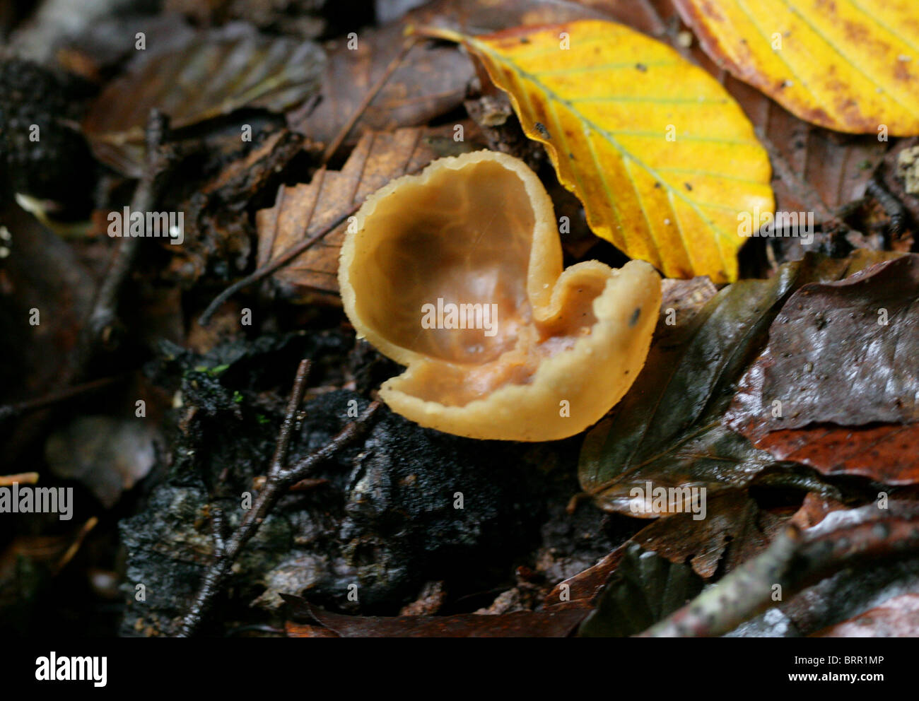 Yellowing Cup Fungus, Peziza succosa, Pezizaceae. Syn. Galactinia succosa, Otidea succosa, Plicaria succosa. Not edible. Stock Photo