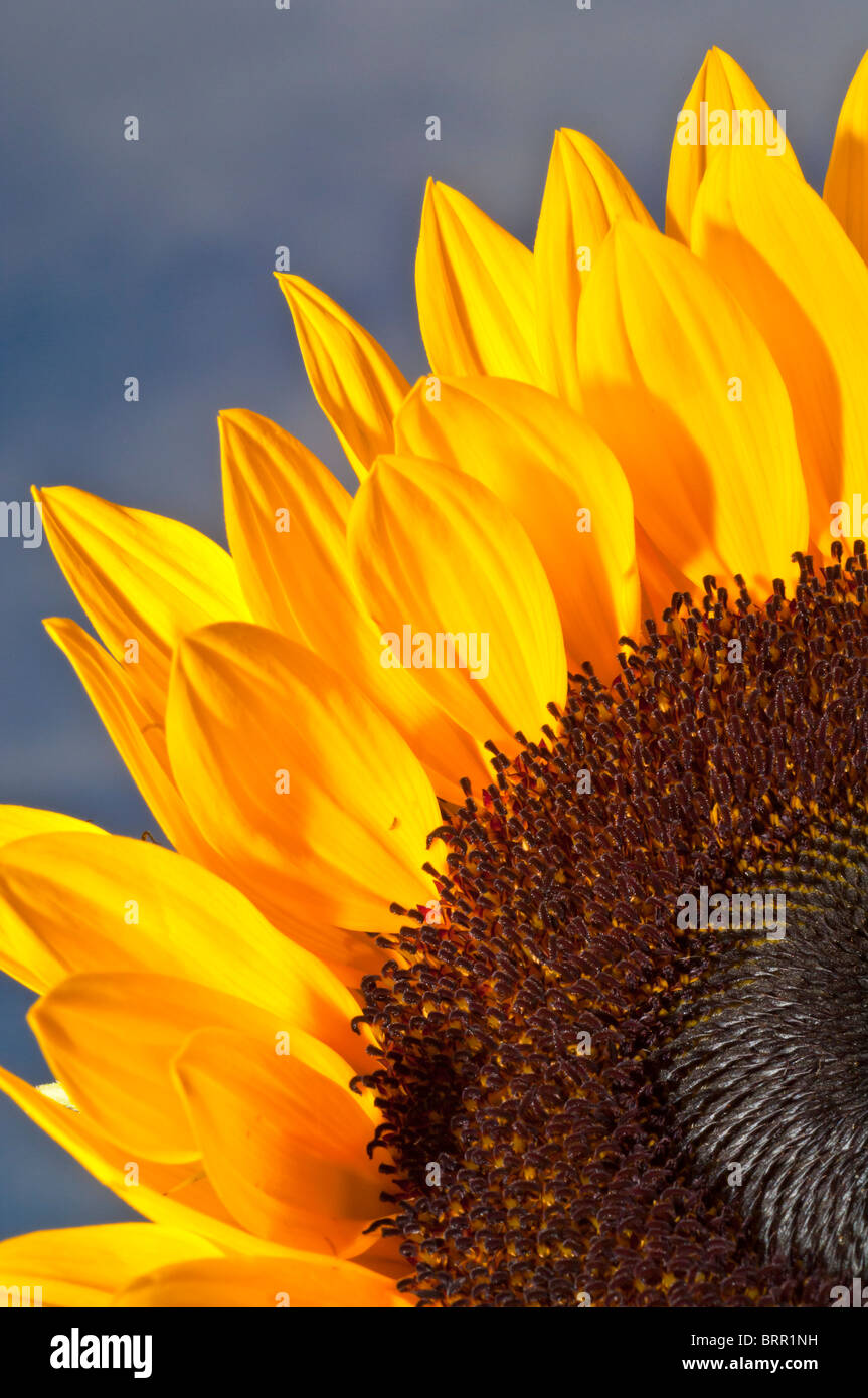 Sunflower, Helianthus annuus, Cochrane, Alberta, Canada Stock Photo