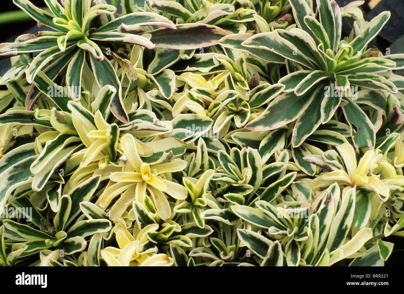 Phlox procurrens 'Variegata', syn. P. ferdinandi-coburgi 'Variegata' variegated foliage leaf leaves garden plant plants Stock Photo