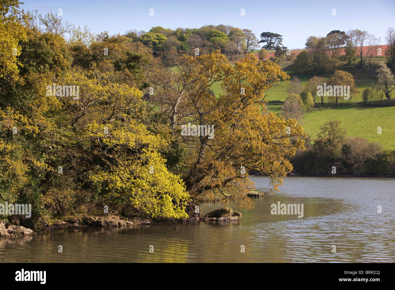 UK, England, Devon, River Dart riverbank trees in new leaf on bend in river Stock Photo