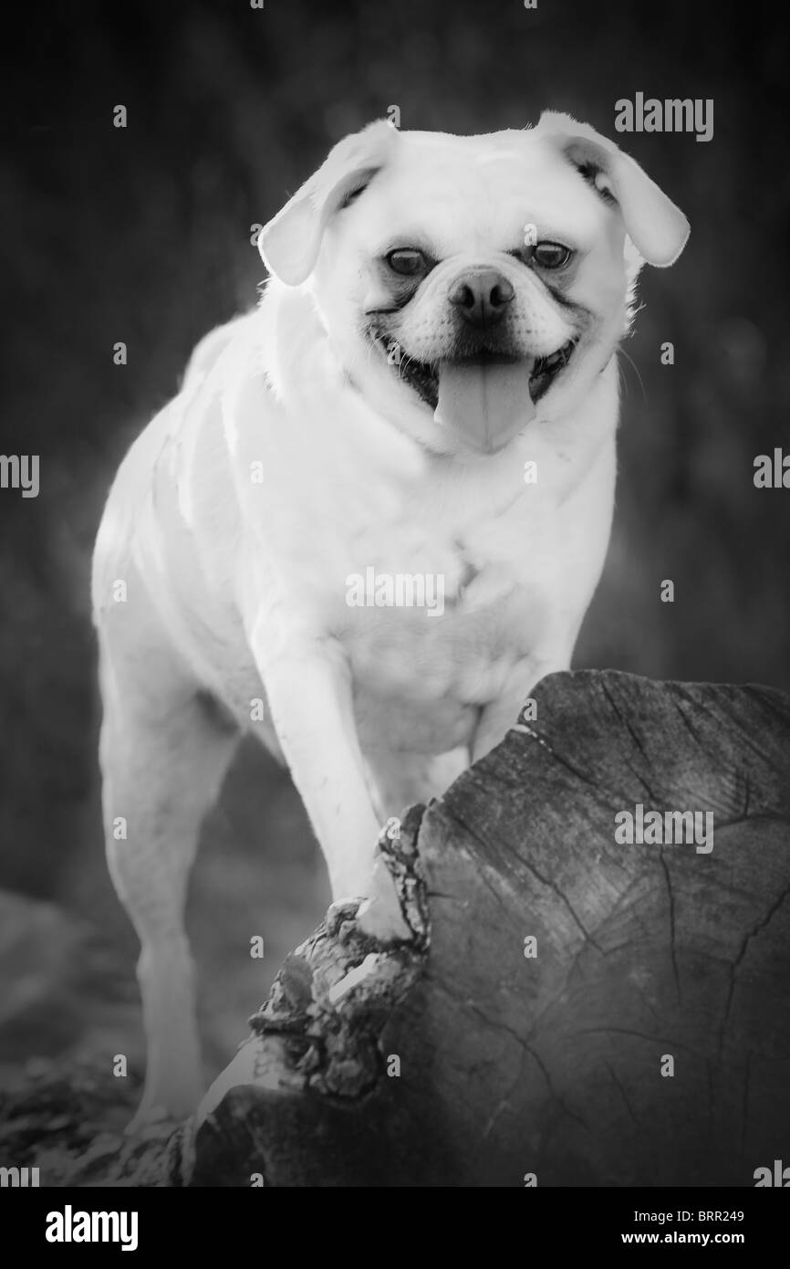 Bichon frise dog Black and White Stock Photos & Images - Alamy
