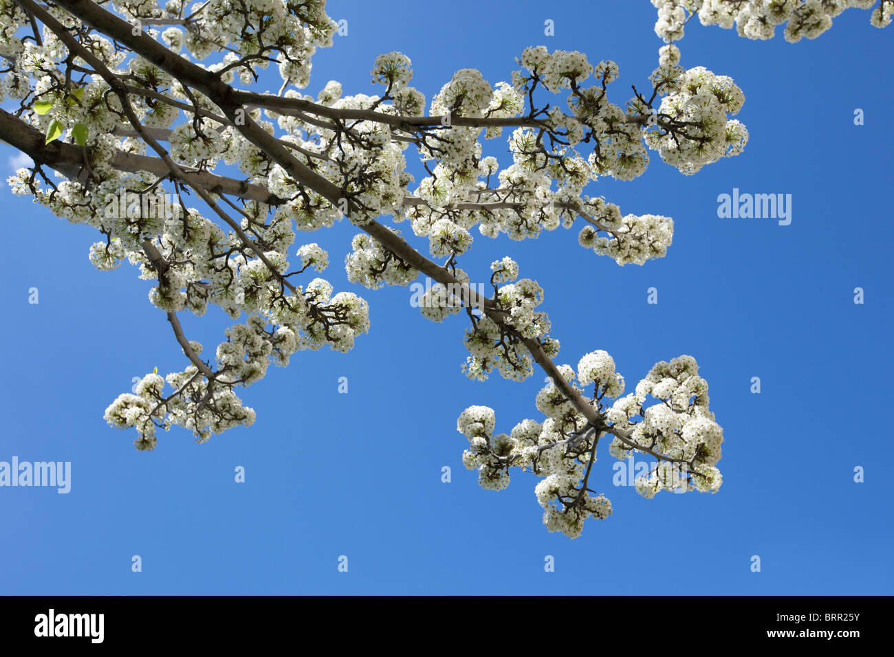 White Blossom Flowering Ornamental Pear In Melbourne Australia During Spring When The Streets Fill With Blossoms Stock Photo Alamy