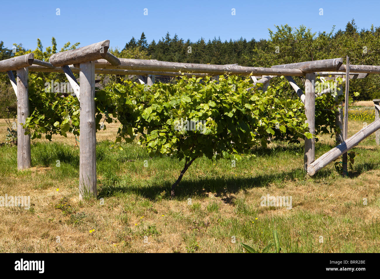 Grape vine trellis hi-res stock photography and images - Alamy