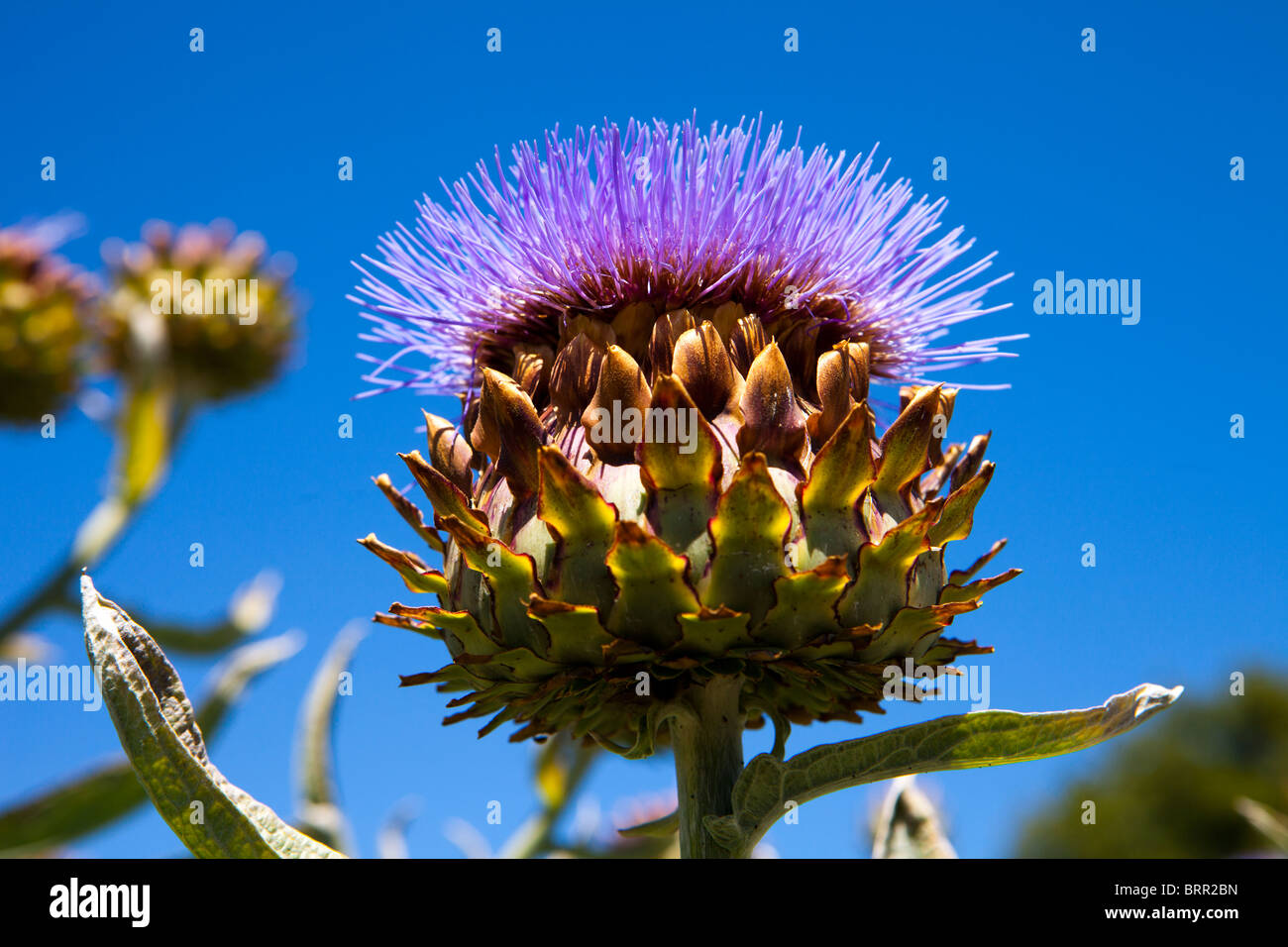 Artichoke blossom hires stock photography and images Alamy
