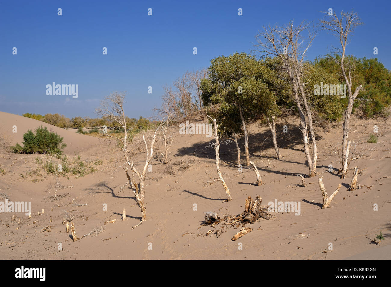 Sand dunes and dead poplar trees in southern Kazakhstan Stock Photo