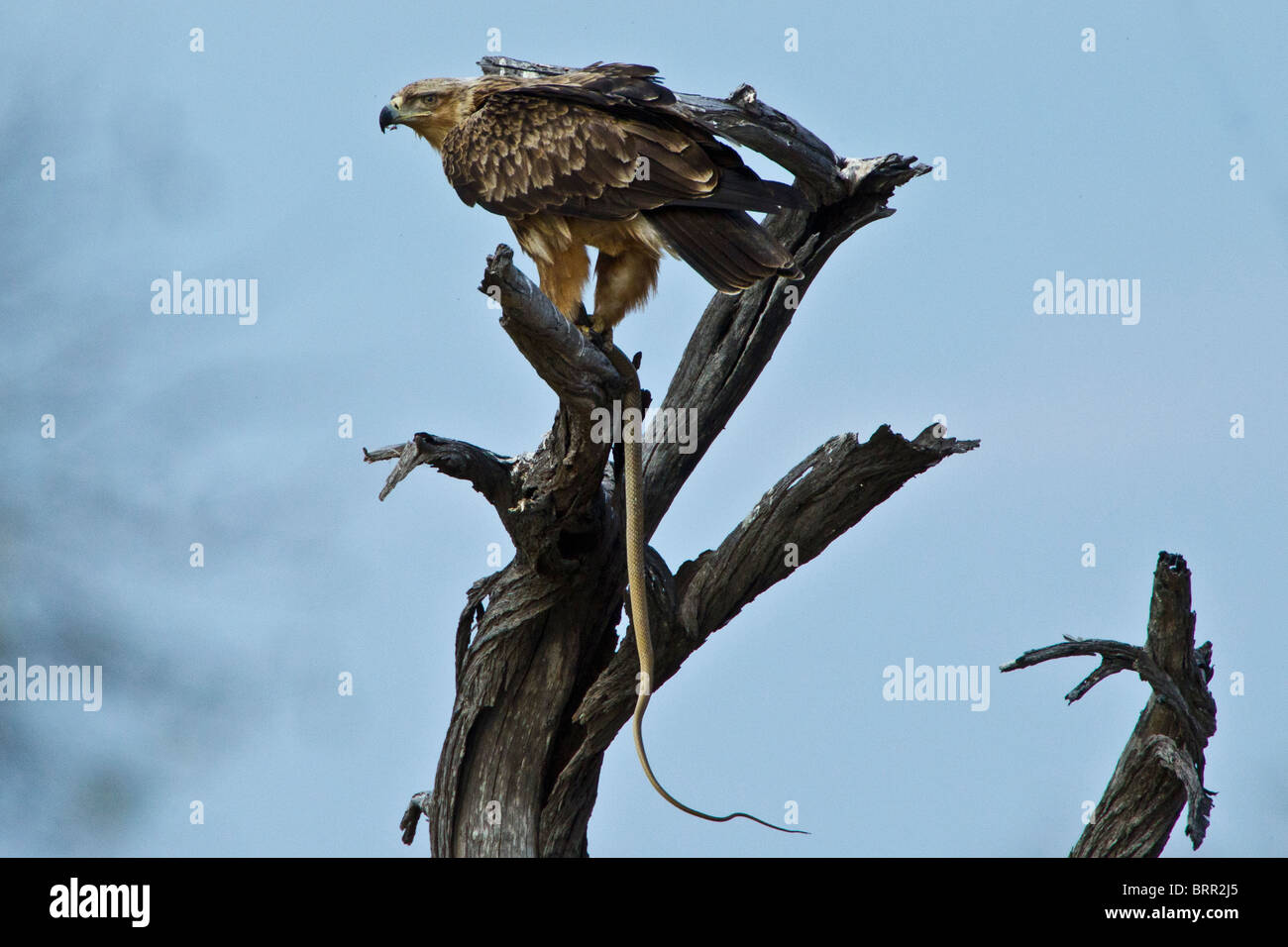 The tawny eagle had caught the snake shortly before we arrived on the scene: the snake was still wriggling. Stock Photo