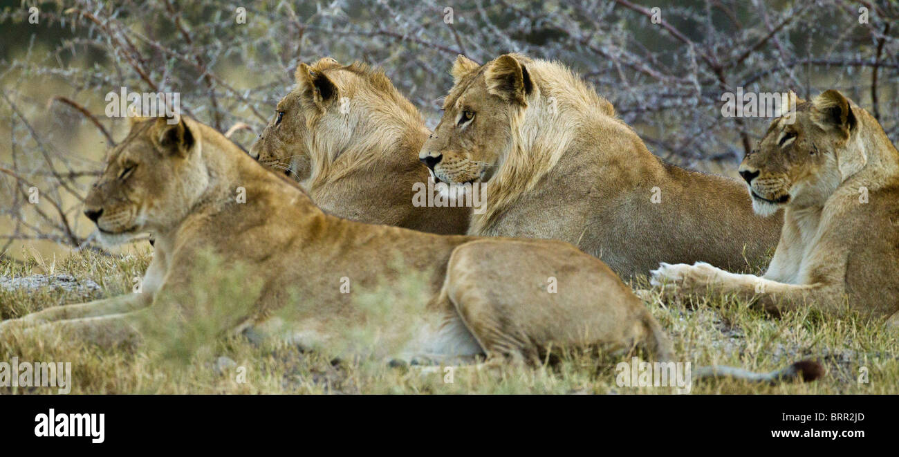 Four lions sit patiently in the plain Stock Photo