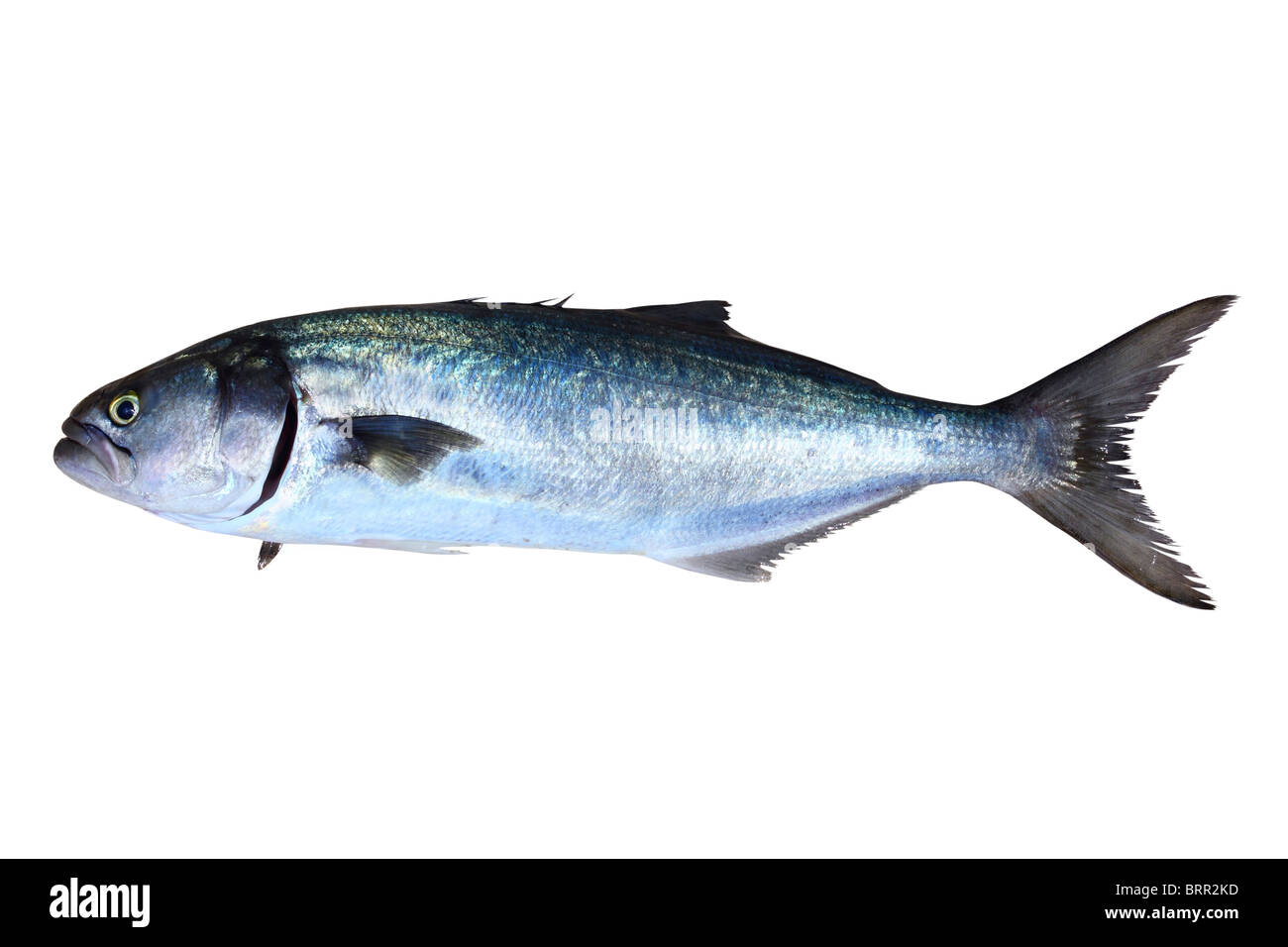 Bluefish fish Pomatomus Saltatrix Jack isolated on white Stock Photo