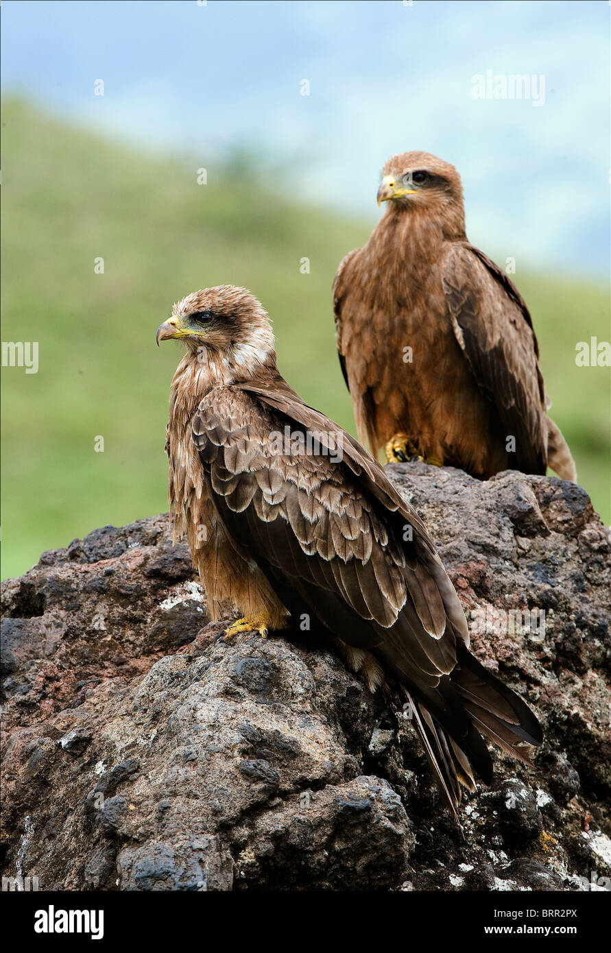 Black kites hi-res stock photography and images - Alamy