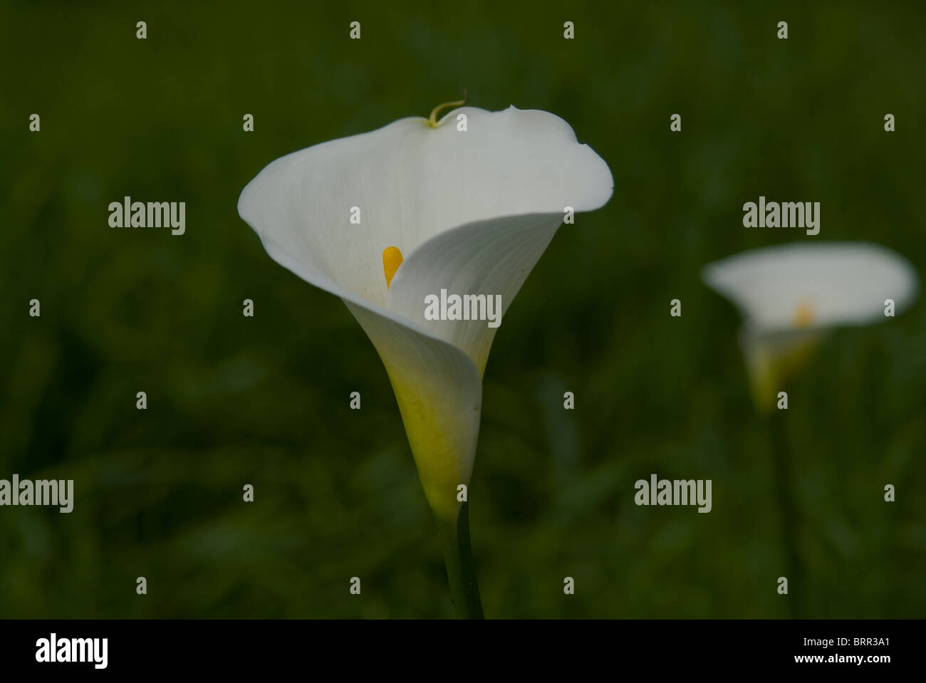 Arum Lily Stock Photo Alamy