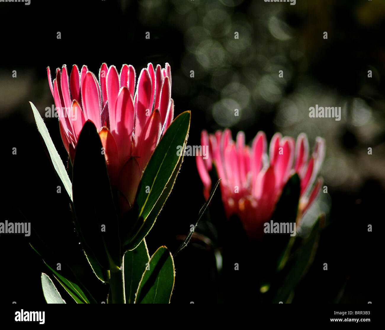 Protea backlit by warm sunlight Stock Photo