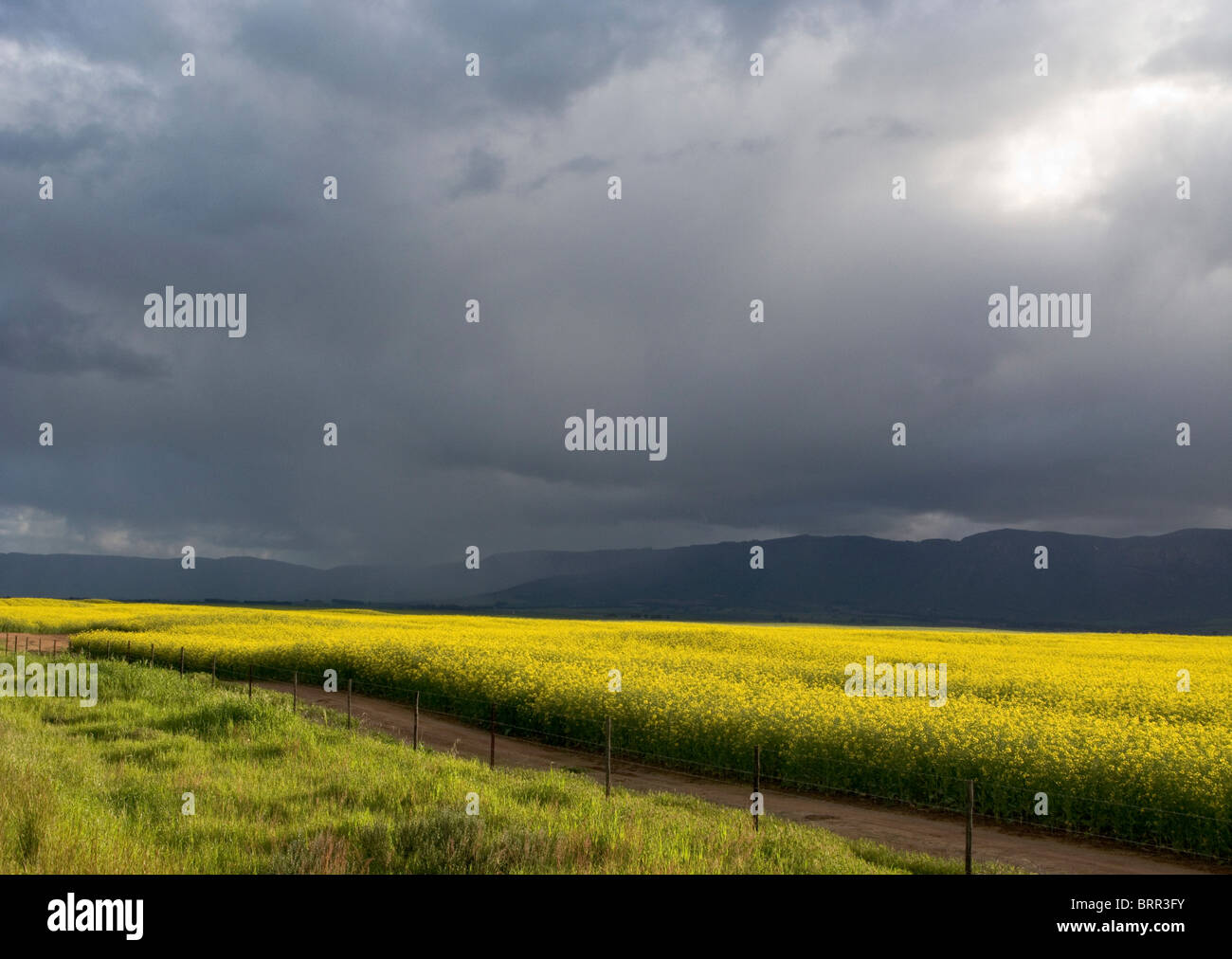 A field of canola flowers under a brooding grey sky Stock Photo