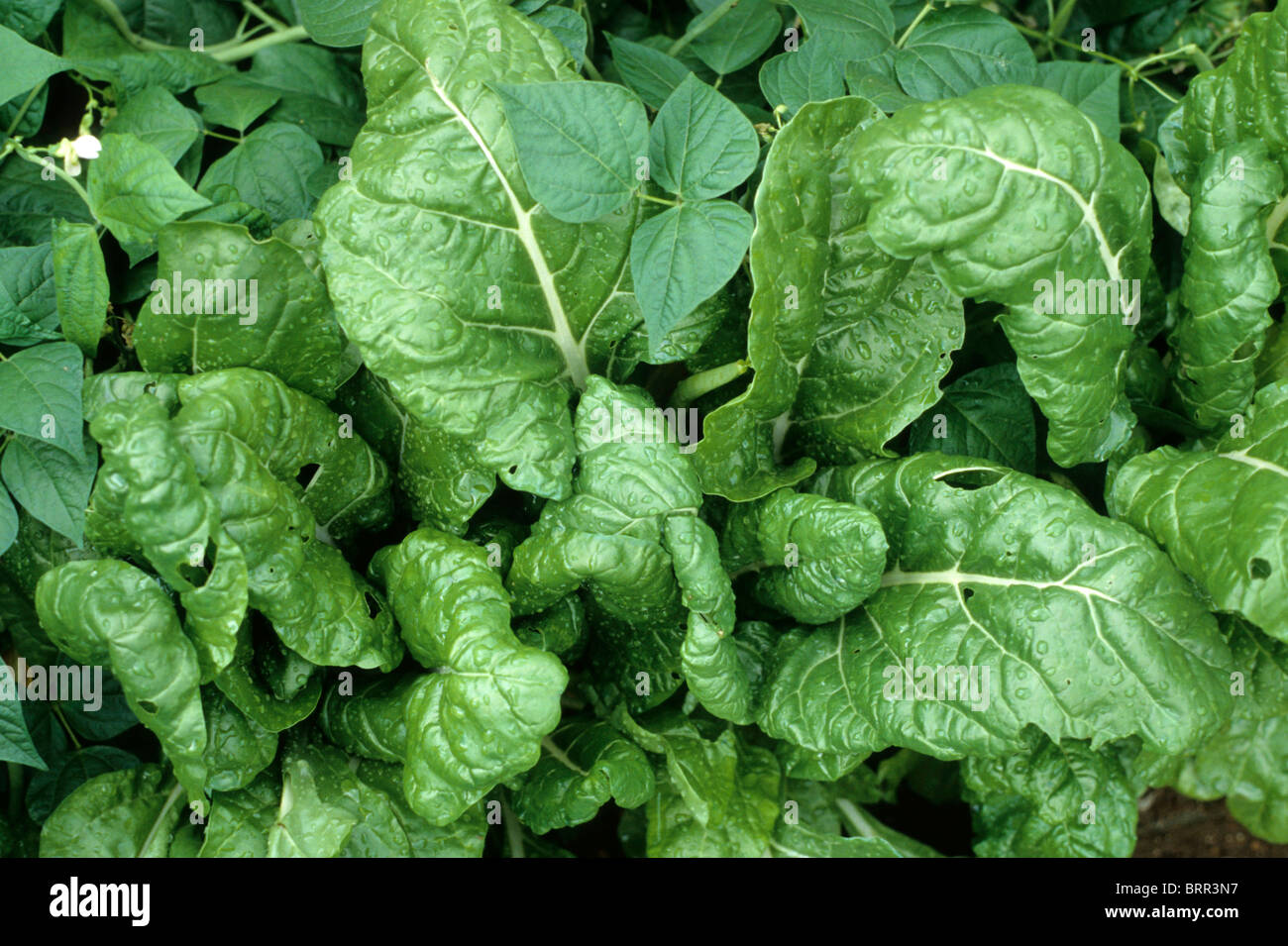 Close-up of spinach growing in a garden Stock Photo