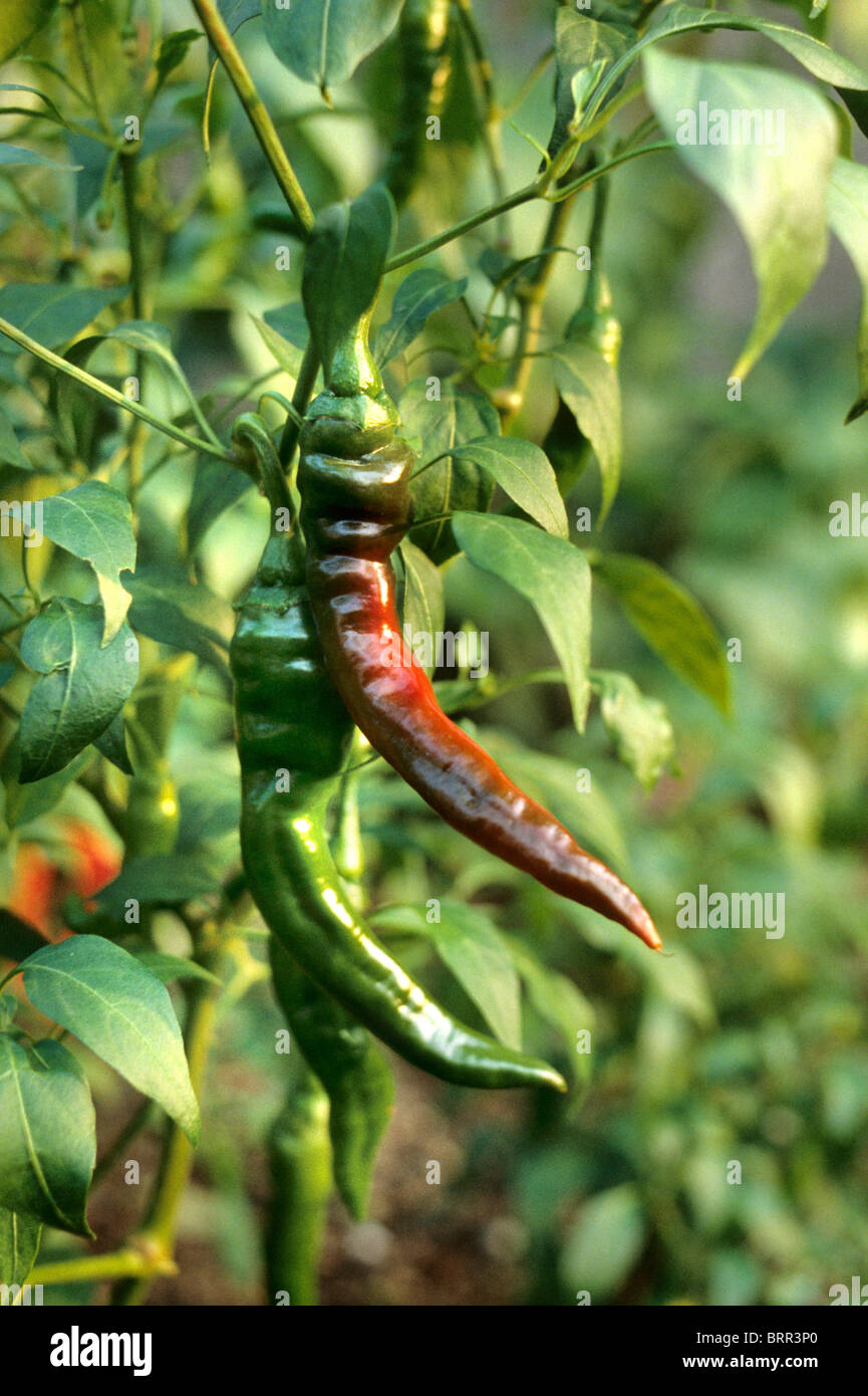 Red and green Chilli peppers growing on a plant Stock Photo