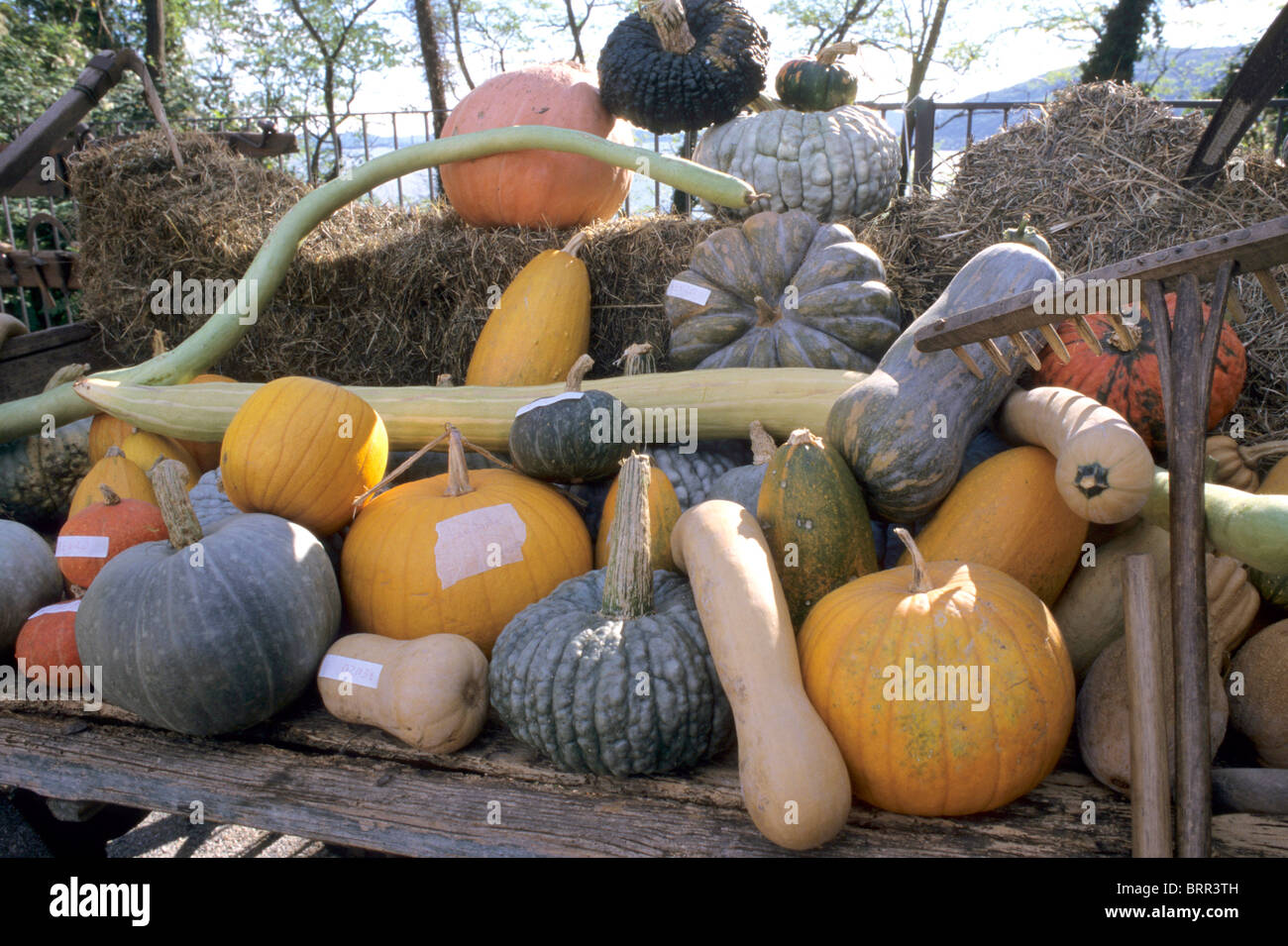Assorted squashes and pumpkins for sale at a fresh produce market Stock ...
