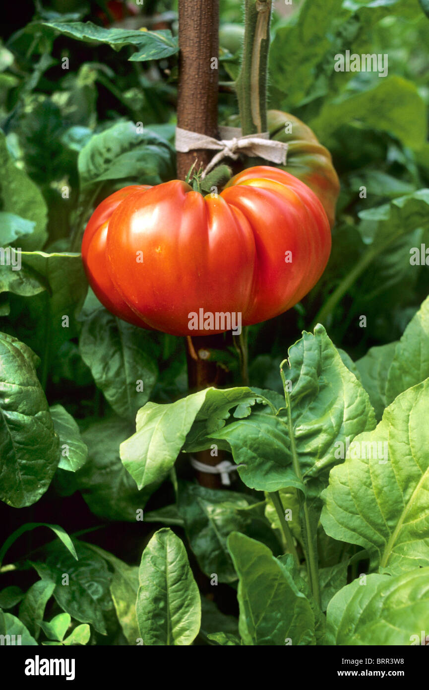 Ripe red tomato growing on a vine amongst spinach plants Stock Photo