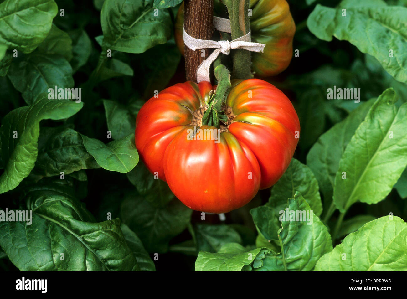 Ripe red tomato growing on a vine amongst spinach plants Stock Photo