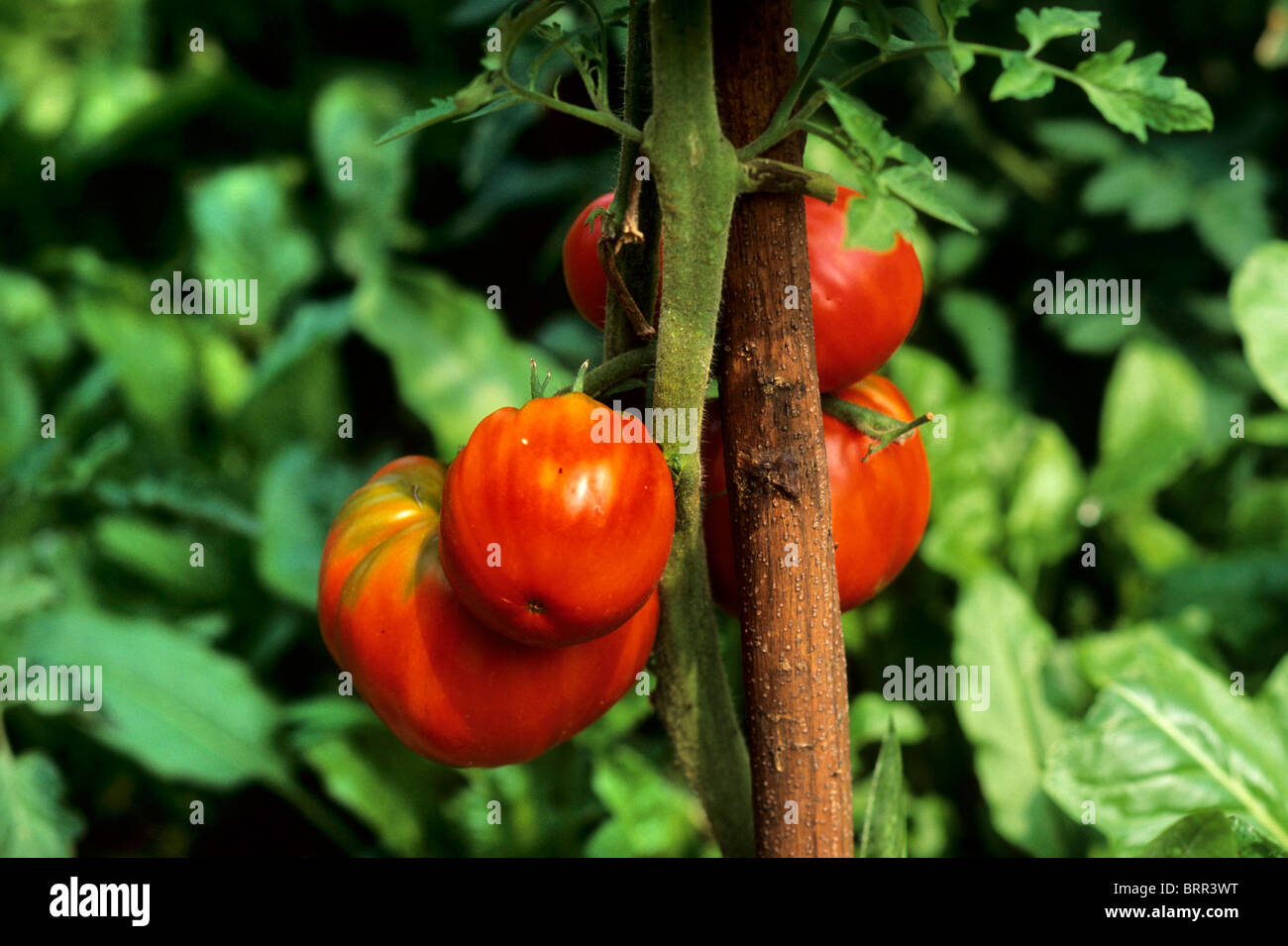 Ripe red tomatoes growing on a vine amongst spinach plants Stock Photo