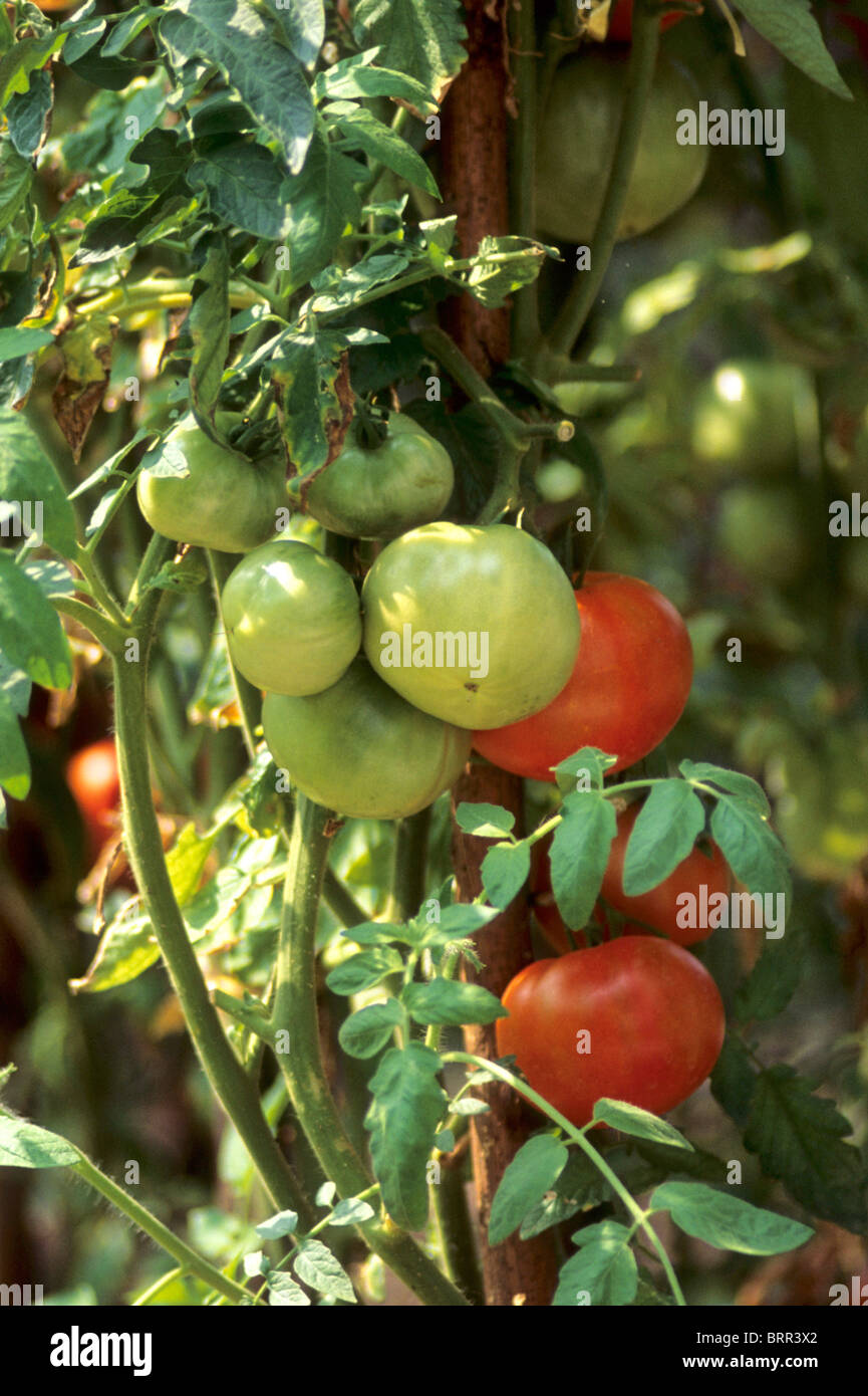Green and red tomatoes growing on a vine Stock Photo
