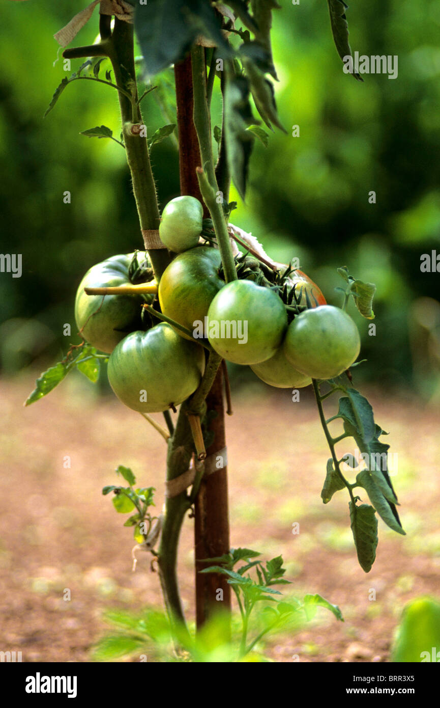 Green tomatoes growing on a vine Stock Photo