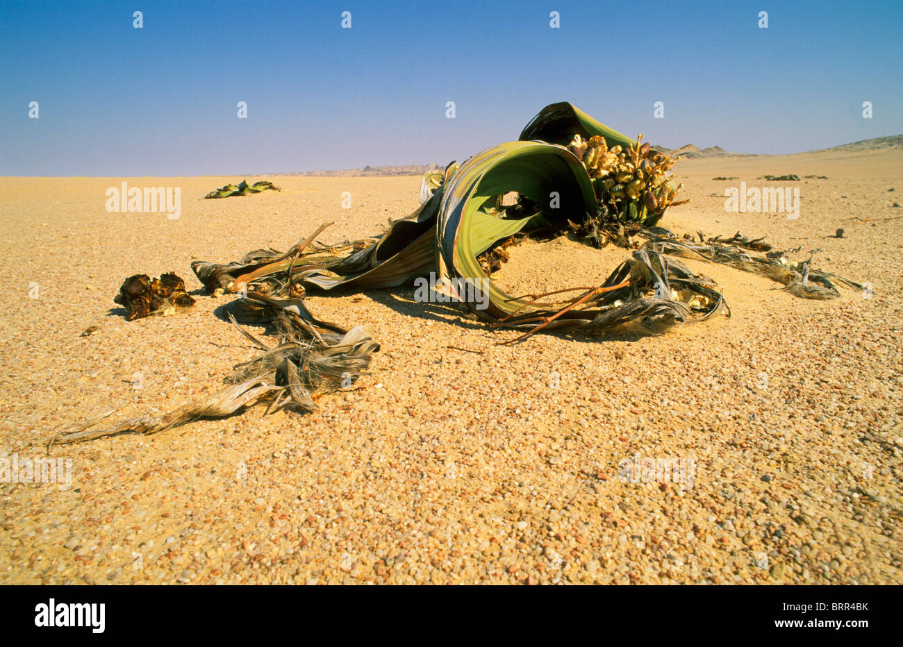 Welwitschia mirabilis Plant one of the world's longestliving plants