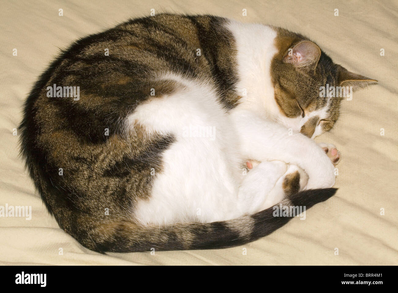Cat sleeping curled up Stock Photo